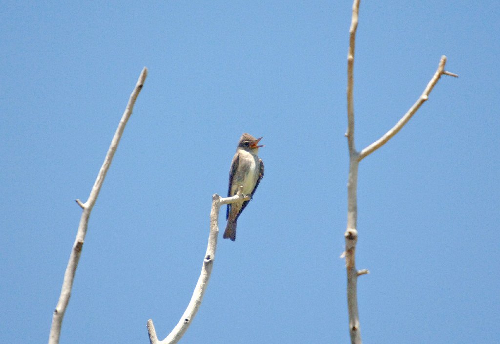 Flycatcher, Olive-sided, 2006-08174371a Chimano, NM.jpg - Olive-sided Flycatcher, Chimano, NM, 8-2006